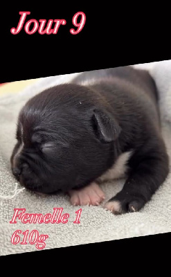 CHIOT 8