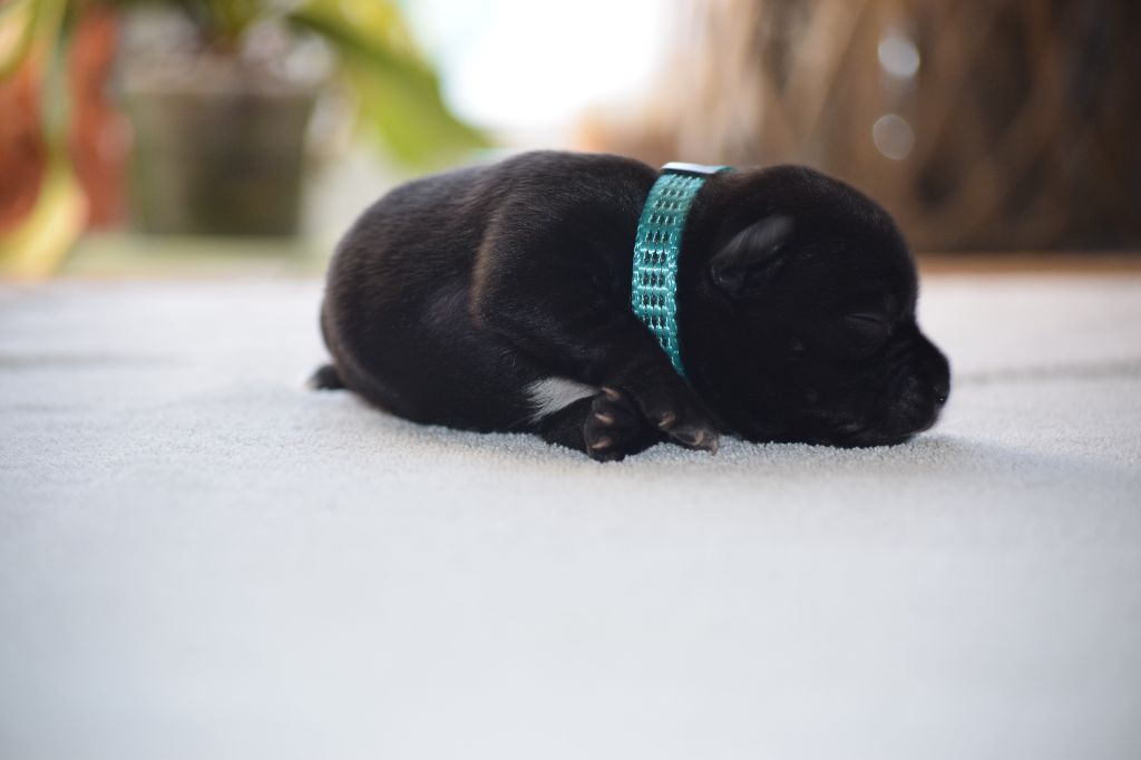 du Domaine de Poudlard - Chiots disponibles - Staffordshire Bull Terrier