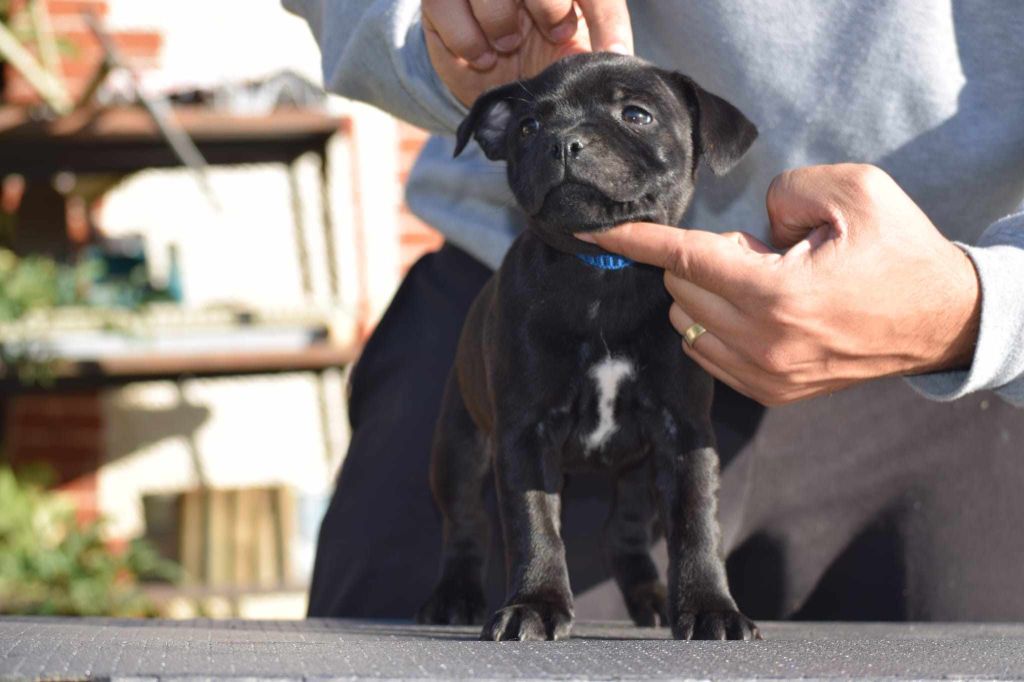 du Domaine de Poudlard - Chiots disponibles - Staffordshire Bull Terrier