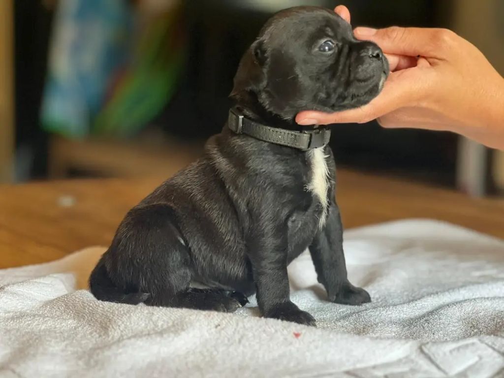 du Domaine de Poudlard - Chiots disponibles - Staffordshire Bull Terrier