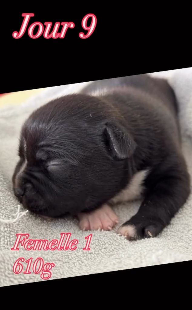 du Domaine de Poudlard - Chiots disponibles - Staffordshire Bull Terrier