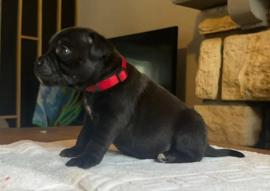 du Domaine de Poudlard - Chiots disponibles - Staffordshire Bull Terrier